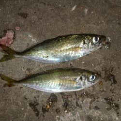アジが釣りたくて