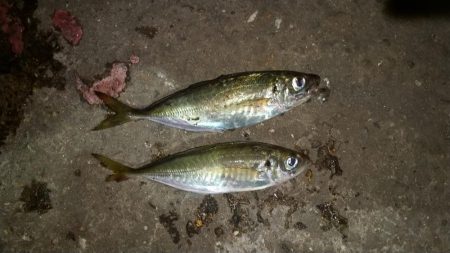 アジが釣りたくて