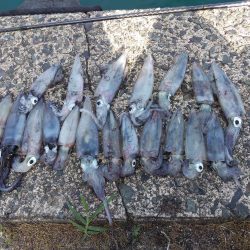 昼下がりのケンサキ