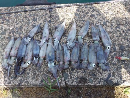 昼下がりのケンサキ