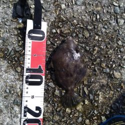 キス釣りだったけど