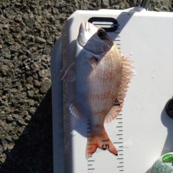 キス釣りで色々釣れました