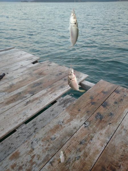筏でアジ、サゴシ不漁