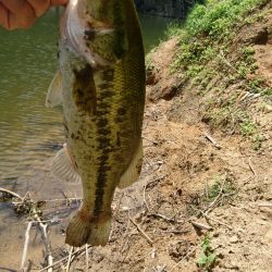 真っ昼間のサイトフィッシング