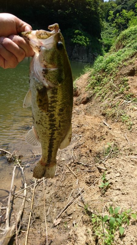 真っ昼間のサイトフィッシング