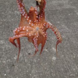 時合の一瞬だけ