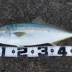 青物釣行ぱーと2