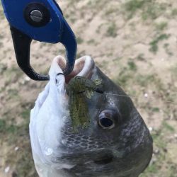 早朝デイチニング