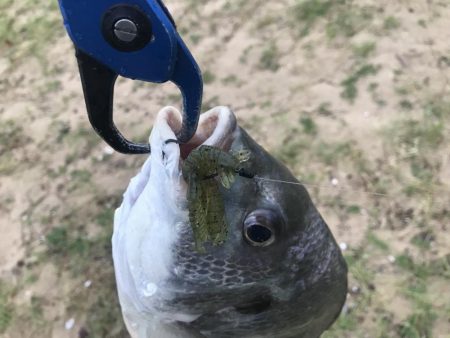 早朝デイチニング