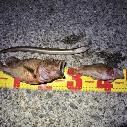 アジュール舞子アナゴ狙いバケモノサイズのガシラが釣れる!?