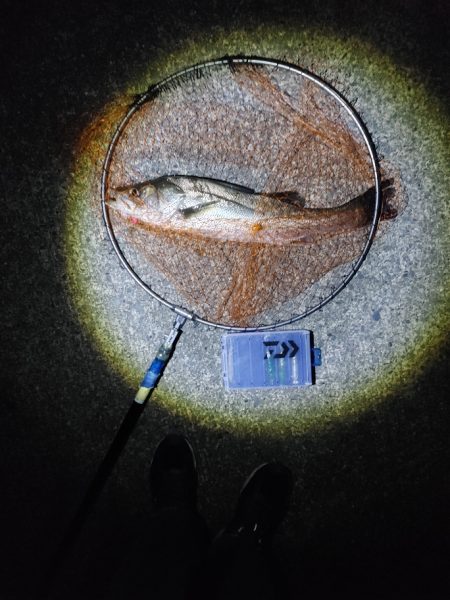 シーバス70cm 1年ぶり(^^;)