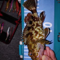 エギングたまにメバリング