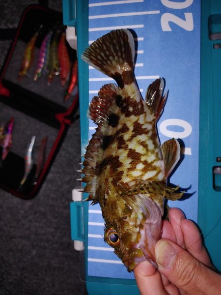 エギングたまにメバリング