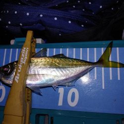 エギング　アジング　メバリング