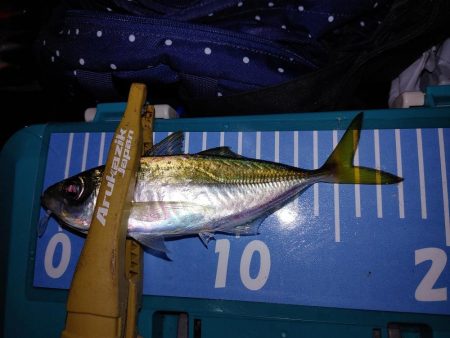 エギング　アジング　メバリング