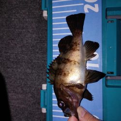 エギング　メバリング