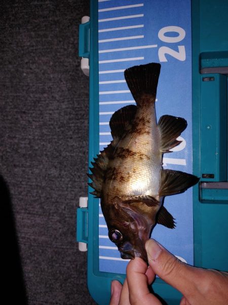 エギング　メバリング