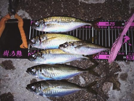 まさかの、アジング