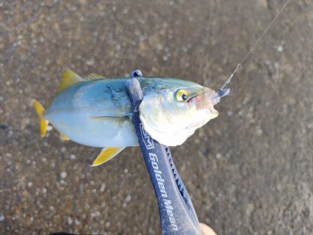 今シーズン初釣果