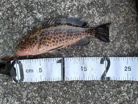 三重和歌山遠征　前半