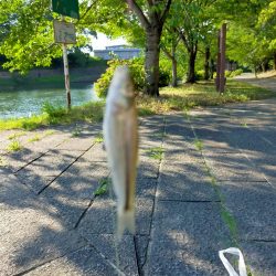 今日もタナゴ釣りは、、、?!