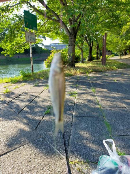 今日もタナゴ釣りは、、、?!
