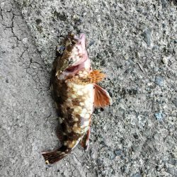 ロックフィッシュ狙いに