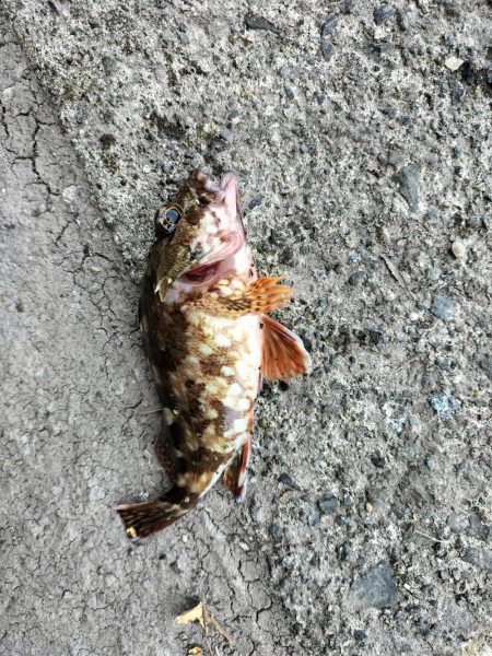 ロックフィッシュ狙いに