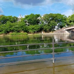 今年は、いまいち?