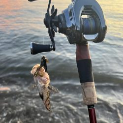 アオリイカの新子