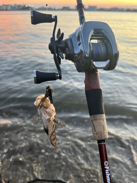 アオリイカの新子