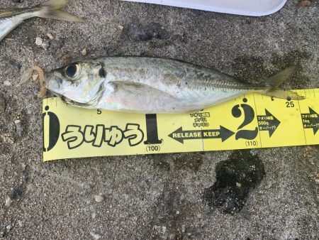 今日もアジフライ