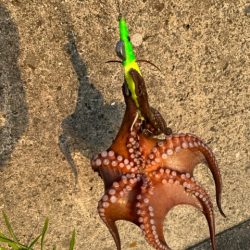 オカッパリタコ釣り絶好調