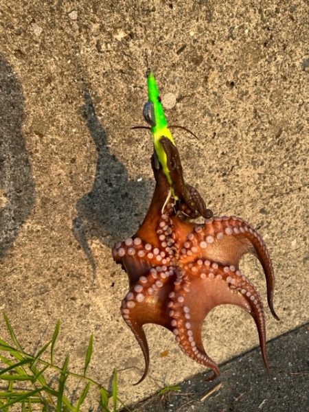 オカッパリタコ釣り絶好調