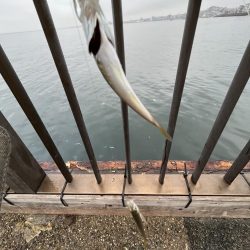 雨あがりのサビキ