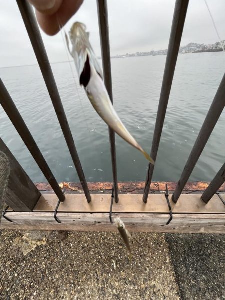 雨あがりのサビキ