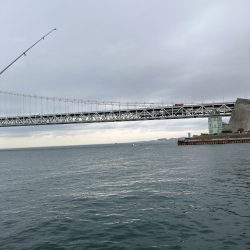 ギリギリハマチ?