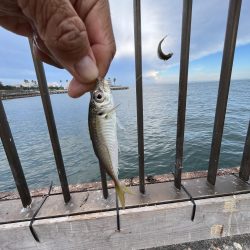 熱いがアジ好調