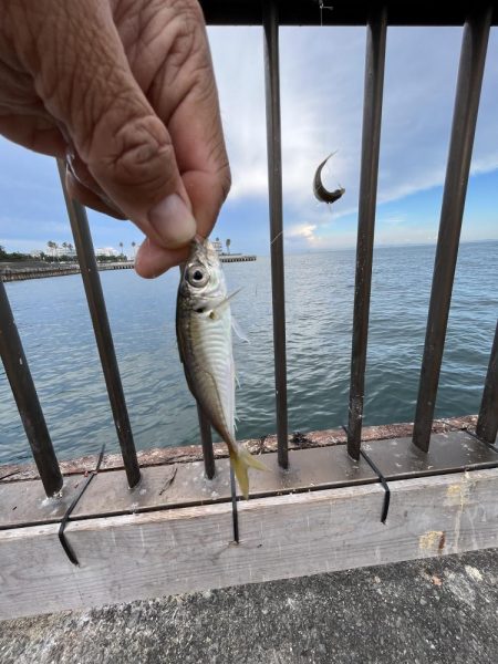 熱いがアジ好調