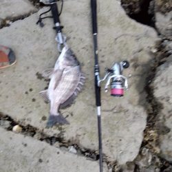 7月ようやく釣れた。今年は釣れないかと思い心配だった