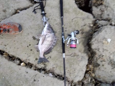 7月ようやく釣れた。今年は釣れないかと思い心配だった