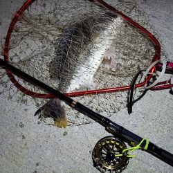 2023/07/01 南港ヘチ釣り釣行