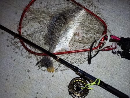 2023/07/01 南港ヘチ釣り釣行