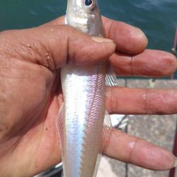 活性上がらない播磨新島のキス