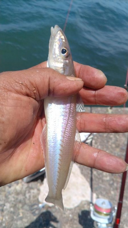 活性上がらない播磨新島のキス