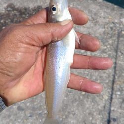 良型キスのブルブルは暫く先のようです