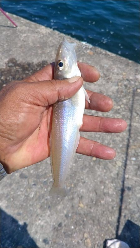 良型キスのブルブルは暫く先のようです