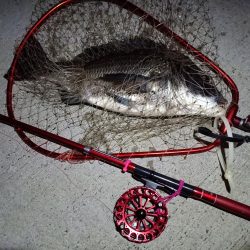 2023/07/04 南港ヘチ釣り釣行