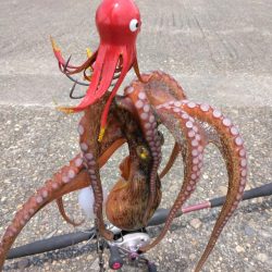 体調悪くてもタコ