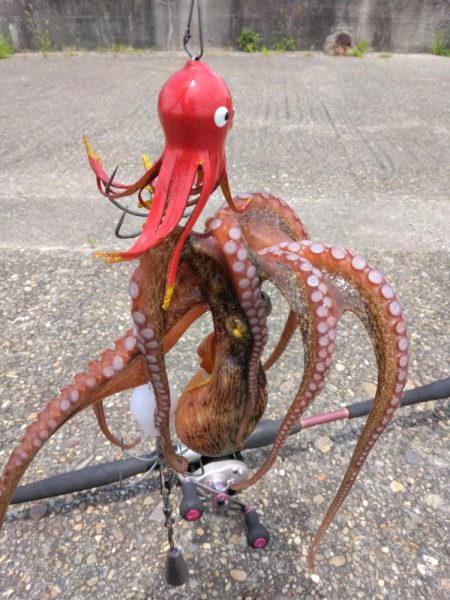 体調悪くてもタコ